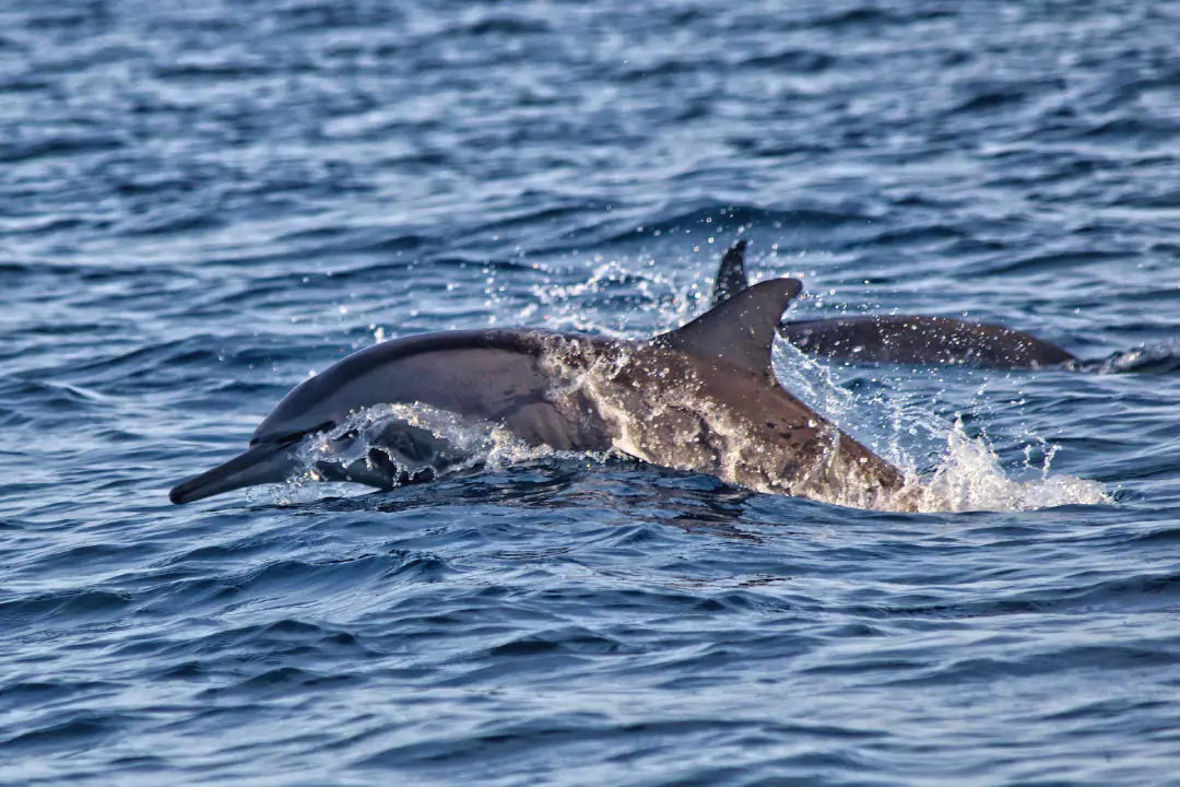 Dolphins jumping above water