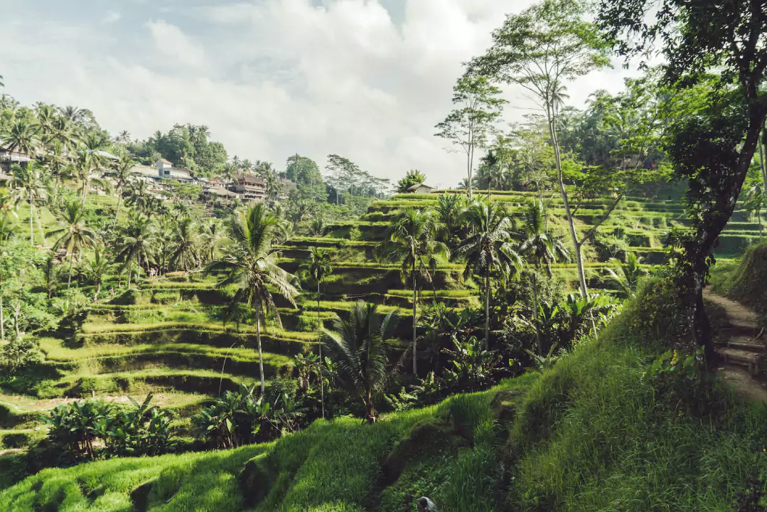 Ubud rices terraces